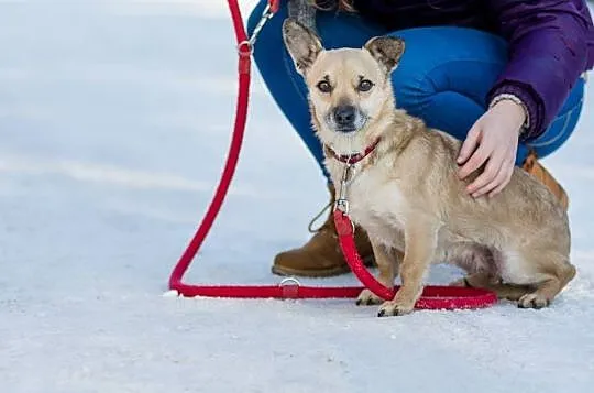 Nakolankowa, beżowa piękność, kochająca ludzi Beksa do adopcji!