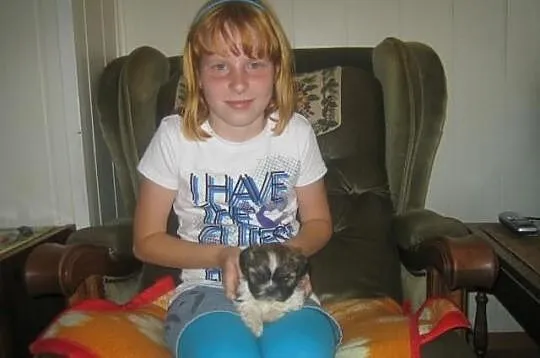 SHIH TZU - Cudowne maluszki
