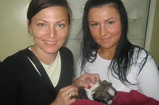 SHIH TZU - Cudowne maluszki