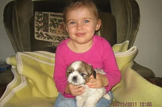 SHIH TZU - Cudowne maluszki