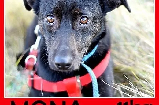 11kg,średnia,delikatna,wrażliwa suczka MONA.Adopcja,  małopolskie Kraków
