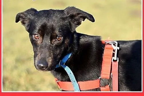 11kg,średnia,delikatna,wrażliwa suczka MONA.Adopcj