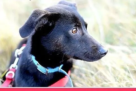 11kg,średnia,delikatna,wrażliwa suczka MONA.Adopcj