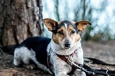 GACEK tęsknie szczeka - tak chętnie pokocham swojego człowieka!