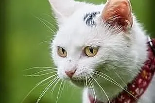 Spraw by Śnieżka stała się Królewną- adoptuj, daj 