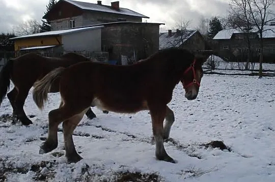Sprzedam ogierka i klaczke zimnokrwista