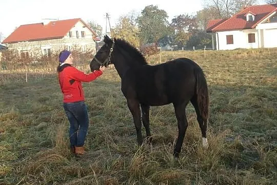 Sprzedam ogierka i klaczke zimnokrwista