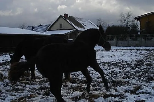 Sprzedam ogierka i klaczke zimnokrwista