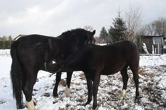 Sprzedam ogierka i klaczke zimnokrwista