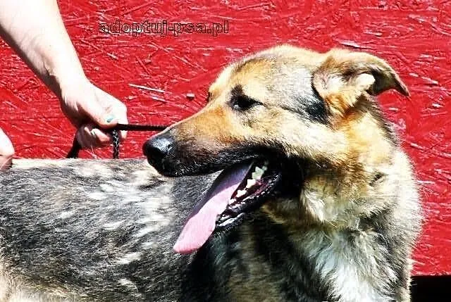 SANCHEZ - prawie owczarek do adopcji