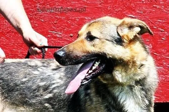 SANCHEZ - prawie owczarek do adopcji