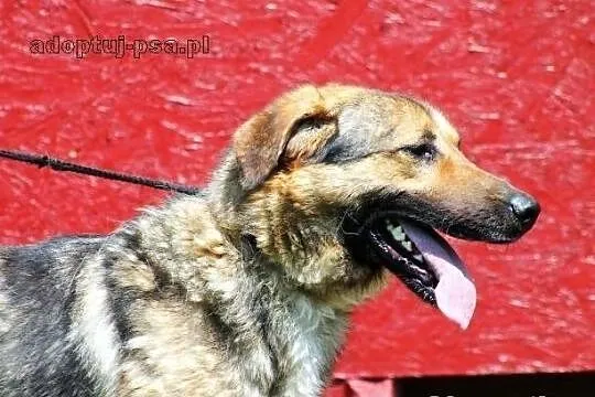 SANCHEZ - prawie owczarek do adopcji