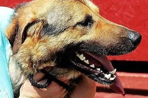 SANCHEZ - prawie owczarek do adopcji