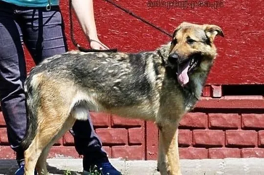 SANCHEZ - prawie owczarek do adopcji