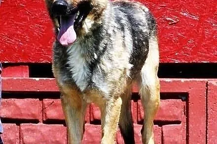 SANCHEZ - prawie owczarek do adopcji