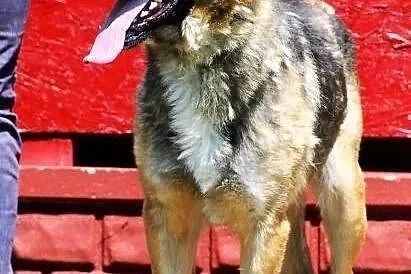 SANCHEZ - prawie owczarek do adopcji
