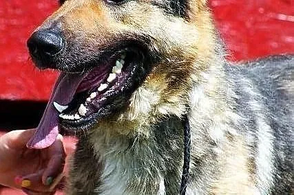 SANCHEZ - prawie owczarek do adopcji