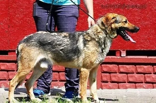 SANCHEZ - prawie owczarek do adopcji