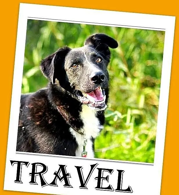 TRAVEL-średni,czarny,rodzinny,łagodny piesek.ADOPC