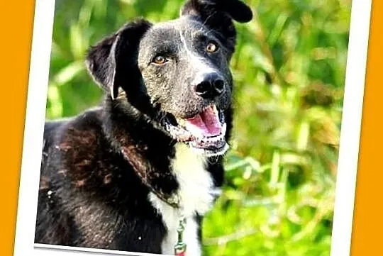 TRAVEL-średni,czarny,rodzinny,łagodny piesek.ADOPCJA