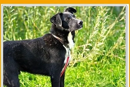 TRAVEL-średni,czarny,rodzinny,łagodny piesek.ADOPC