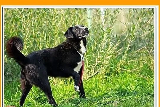TRAVEL-średni,czarny,rodzinny,łagodny piesek.ADOPC