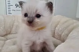 Kotek Ragdoll Colourpoint blue