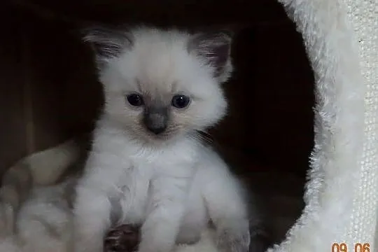 Kotek Ragdoll Colourpoint blue, Dolnośląskie, Wrocław