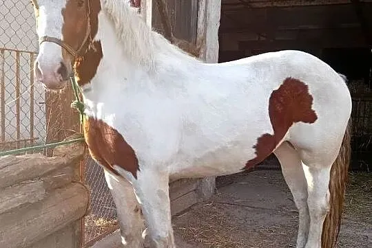Klacz zimnokrwista srokata, Kujawsko-pomorskie, Kowal