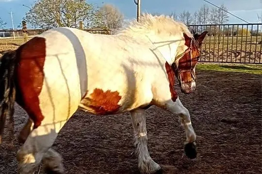 Klacz zimnokrwista srokata, Kujawsko-pomorskie, Kowal