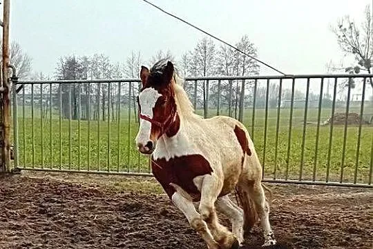 Klacz zimnokrwista srokata, Kujawsko-pomorskie, Kowal