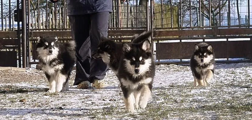Finnish Lapphund (Lapinkoira) 3 months old puppies
