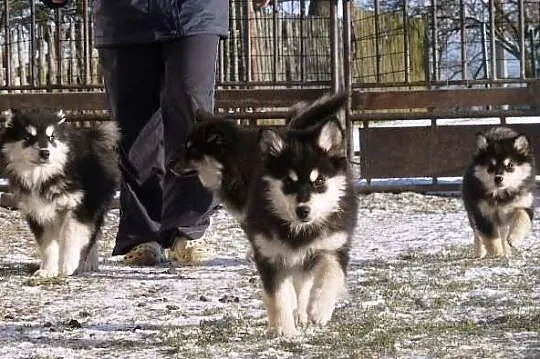 Finnish Lapphund (Lapinkoira) 3 months old puppies