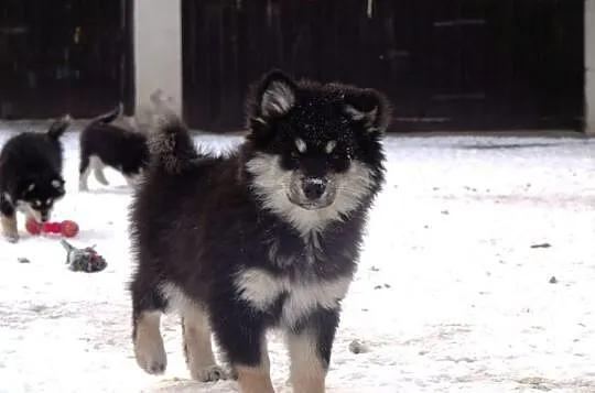 Finnish Lapphund (Lapinkoira) 3 months old puppies