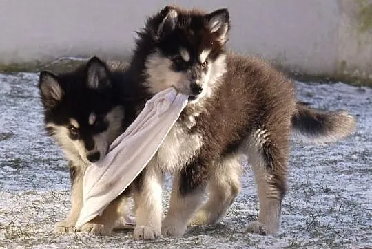 Finnish Lapphund (Lapinkoira) 3 months old puppies