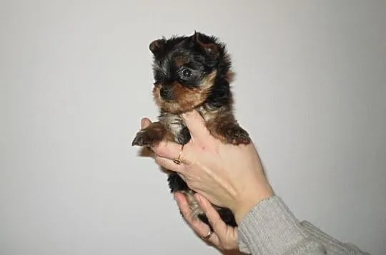 Suczka Miniaturka