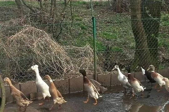 Biegus indyjski,  dorosłe pary, Podkarpackie, Kolbuszowa