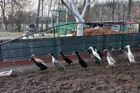 Biegus indyjski,  dorosłe pary, Podkarpackie, Kolbuszowa