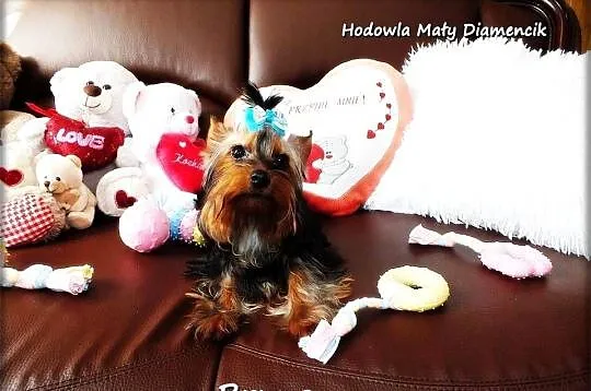 Yorkshire Terrier York piesek 9-mcy Rodowód i wyprawka, Lubuskie, Żary