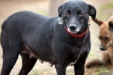 Tina dwuletnia przyjazna sunia,  śląskie Katowice