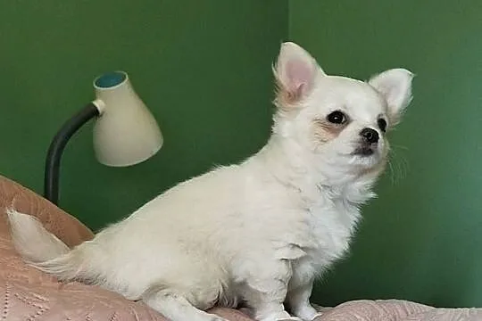 Chihuahua suczka długowłosa