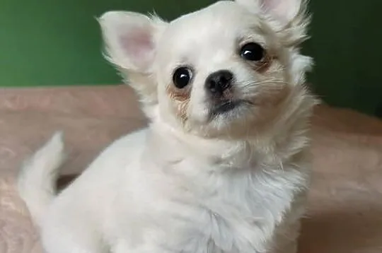 Chihuahua suczka długowłosa, Wielkopolskie, Konin