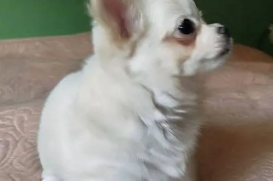 Chihuahua suczka długowłosa, Wielkopolskie, Konin