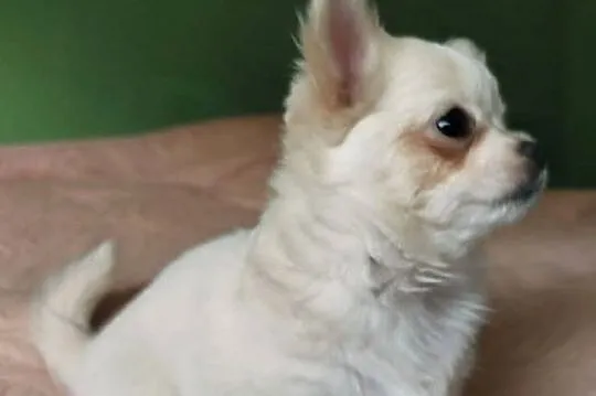 Chihuahua suczka długowłosa, Wielkopolskie, Konin