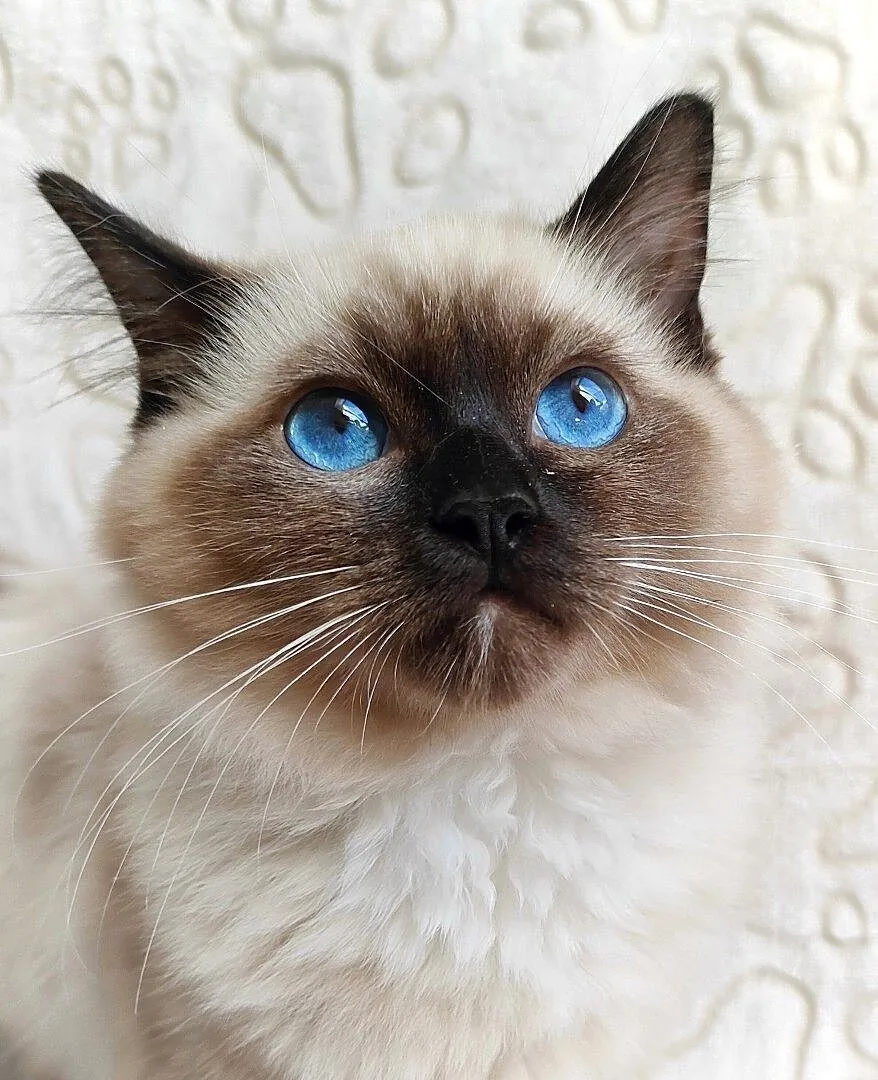 Kocięta Ragdoll, Śląskie, Ługi-Radły