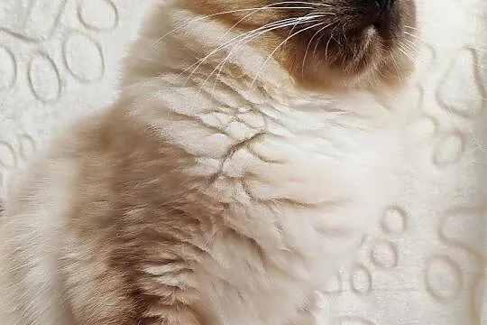 Kocięta Ragdoll, Śląskie, Ługi-Radły