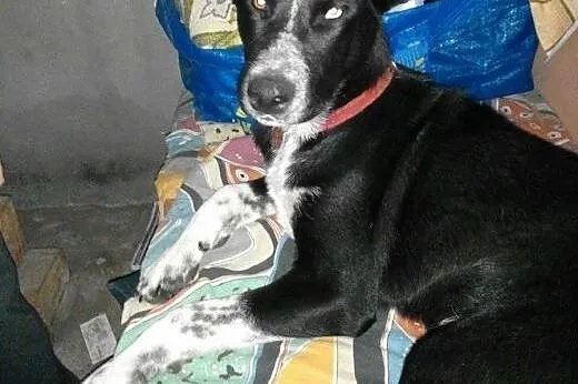 Dako mix husky czeka na dom i rodzinę,  łódzkie Zg