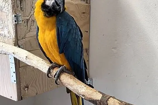 Ara ararauna