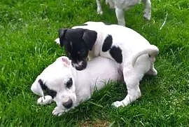 Szczeniaki Jack Russell Terrier, Okuniew
