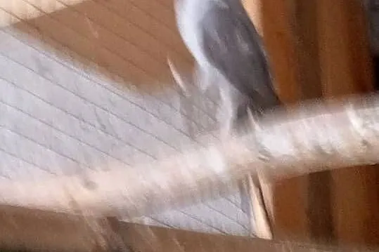 Papugi alekssandreta obrożne 2 samice, Mazowieckie, Budy Wielgoleskie